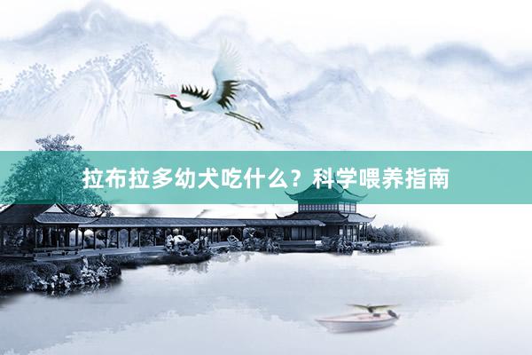 拉布拉多幼犬吃什么?科学喂养指南
